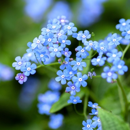 Forget-Me-Not Seed Sticks